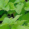Melissa Officinalis