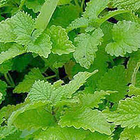 Melissa Officinalis - Lemon Balm