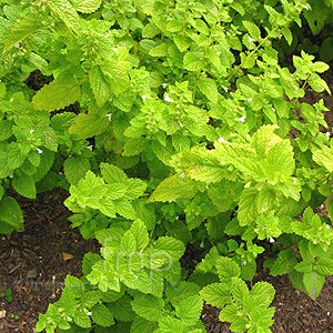 Melissa Officinalis - Lemon Balm