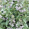 Mentha Diemenica