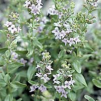 Mentha Diemenica - Peppermint, Mentha