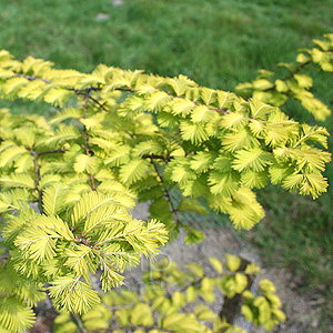 Metasequoia Glyptostroboides 'Goldrush'