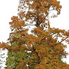 Metasequoia Glyptostroboides