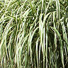 Miscanthus Sinensis - Rigoletto