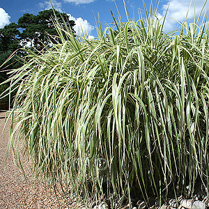 Miscanthus Sinensis 'Rigoletto' - Miscanthus