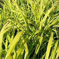 Milium Effusum 'Aureum' - Bowles Golden Grass