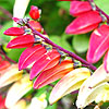 Mina Lobata