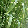 Miscanthus Sinensis - Zebrinus