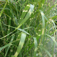 Miscanthus Sinensis 'Zebrinus' - Chinese Silver Grass, Miscanthus