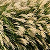 Miscanthus Sinensis - Yakushima Dwarf