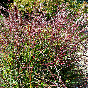 Miscanthus Sinensis 'China' - Miscanthus