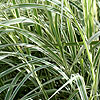 Miscanthus Sinensis - Dixieland