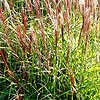 Miscanthus Sinensis - Gaa