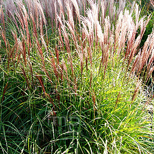 Miscanthus Sinensis 'Gaa' - Elephant Grass, Miscanthus