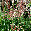 Miscanthus Sinensis - Malepartus