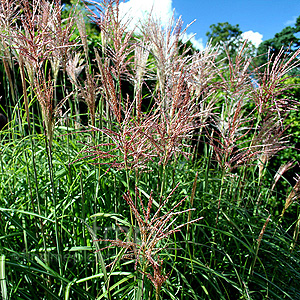 Miscanthus Sinensis 'Malepartus' - Miscanthus