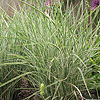 Miscanthus Sinensis - Morning Light