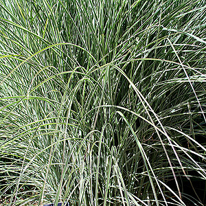 Miscanthus  Sinensis 'Morning Light' - Elepahnt Grass, Miscanthus