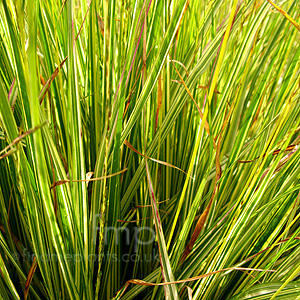 Molinia Caerulea 'Variegata'