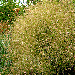 Molinia Caerulea 'Karl Foerster'