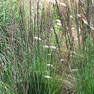 Molinia Caerulea 'Moorhexe'