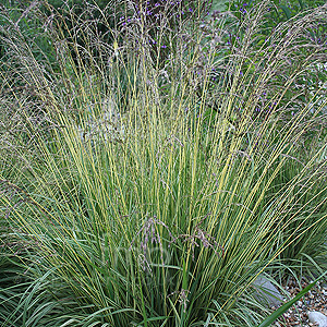Molinia Caerulea