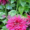 Monarda - Ruby Glow