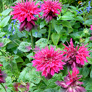 Monarda 'Ruby Glow' - Bergamont
