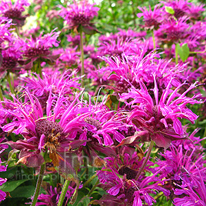 Monarda 'Scorpion'