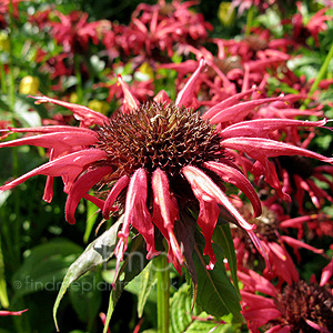 Monarda 'Squaw'