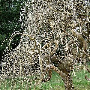 Morus Alba 'Pendula' - Weeping Mulberry