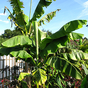 Musa Basjoo - Japanese Banana, Musa