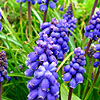 Muscari - Early Giant