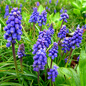 Muscari 'Early Giant'