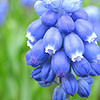 Muscari - Super Star