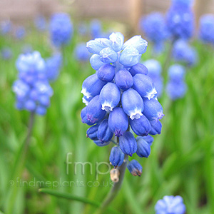 Muscari 'Super Star' - Grape Hyacinth