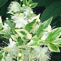 Myrtus Communis