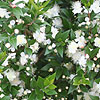 Myrtus Communis