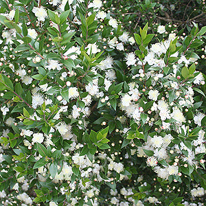 Myrtus Communis - Myrtle, Myrtus