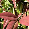 Nandina Domestica