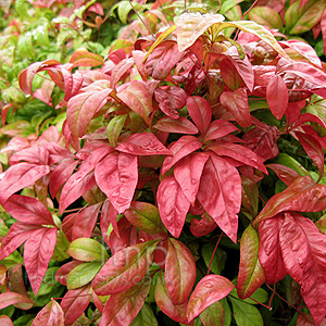 Nandina Domestica 'Fire Power' - Dwarf Secred Bamboo