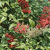 Nandina Domestica - Richmond