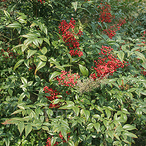 Nandina Domestica 'Richmond' - Sacred Bamboo