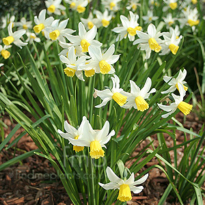 Narcissus 'Jack Snipe' - Daffodil