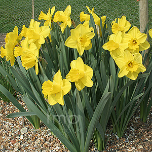 Narcissus 'Lucky Number' - Daffodil