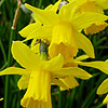 Narcissus - Tete A Tete