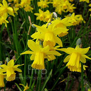 Narcissus 'Tete A Tete' - Dwarf Narcissus