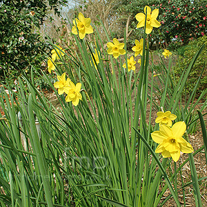 Narcissus 'Buttercup' - Daffodil