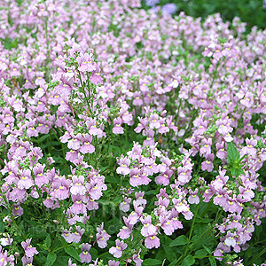 Nemesia Denticulata - Nemesia