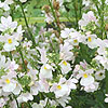 Nemesia Wisley Vanilla